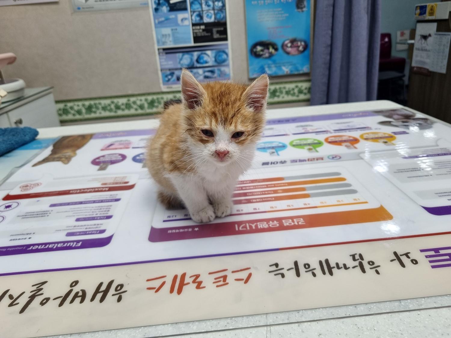 한국 고양이 이미지 파일 입니다.